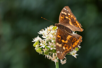 Lesser Purple Emperor - Apatura ilia, beautiful colored butterfly from European and Asian meadows, Zlin, Czech Republic.