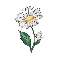 Daisy Flower Vector illustration, chamomile, White Flower