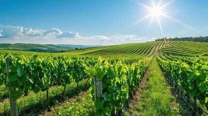 Naklejka premium The Vineyard Under Bright Sun