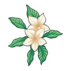 Plumeria Flower vector illustration,  Spring Flower, Wedding Flower