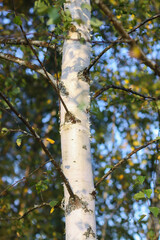 Fototapeta premium Tranquil autumn nature background in a sunset light. Birch trees.