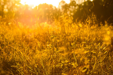 Tranquil autumn nature background in a sunset light.