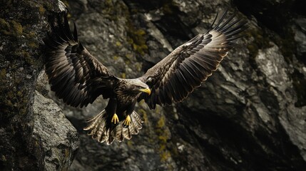 Fototapeta premium the eagle spread its wings and jumped off the cliff