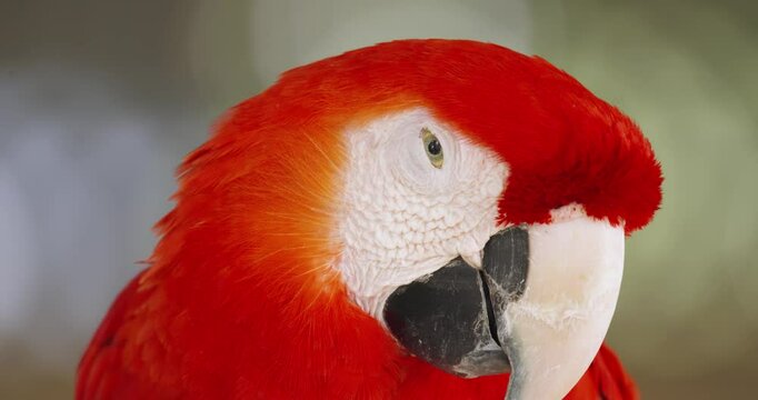 Close up motion footage of Scarlet macaw parrot is sleep. 4K Macro view vertical video footage.
