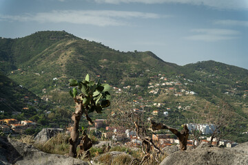 Cactus sur une colline en Sicile au-dessus de Cefalu