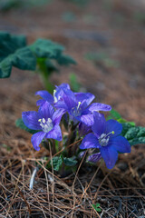 Petites fleurs violette sur le sol en Sicile à Cefalu © Olivier Rapin