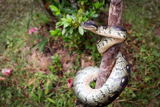 A snake gracefully wraps around a tree branch amidst the lush greenery of Madagascar's unique landscape during a sunny day