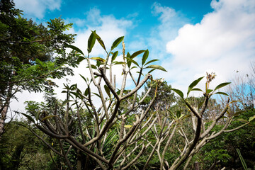 Exploring the diverse flora of Madagascar under a vibrant blue sky in an afternoon setting