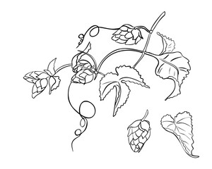 Hop vine, humulus plant black white silhouette vector illustration isolated. Hop cones on branch leaves contour hand drawn in botanical sketch for design beer label, herbal packaging, Oktoberfest.