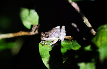 A unique frog perched on a leaf in Madagascar's lush rainforest during the evening hours, showcasing wildlife diversity and natural beauty