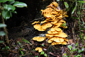Bright yellow mushrooms growing on the forest floor in Madagascar's lush rainforest during the afternoon
