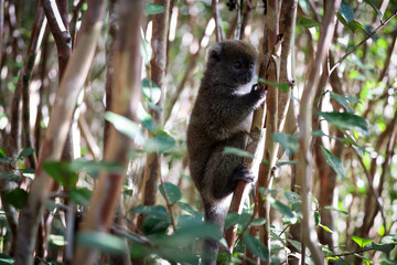 Fototapeta premium Bamboo lemur climbing among dense foliage in Madagascar's lush forests during daylight