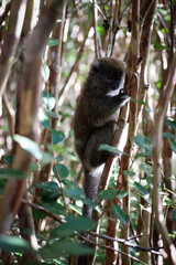 Bamboo lemur foraging among the dense foliage in Madagascar's vibrant rainforest