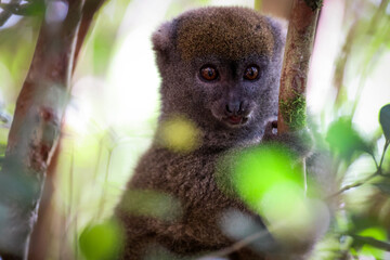 Curious bamboo lemur exploring its forest habitat in Madagascar during the early morning light