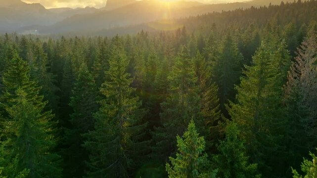Flying over green forest at sunset. Sun sets behind the mountains on horizon with lens flare. Aerial view of classical europian forest 