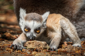 Junger Katta leckt am Stein