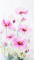 Watercolor Illustration set of Pink cosmos flowers in garden and sky background,spring summer nature,Vibrant pink cosmos blooming,Children's card,banner,raindrops drawn by hand.