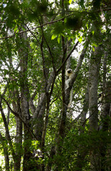 Lemurs resting among lush trees in Madagascar, showcasing their unique behavior in the wild habitat of the island