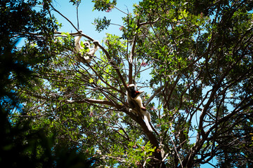 Lemurs play in the lush greenery of Madagascar's forests under a bright, clear sky during the afternoon hours