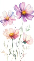 Watercolor Illustration set of Pink cosmos flowers on a white background,spring summer nature,Vibrant pink cosmos blooming,Children's card,banner,raindrops drawn by hand.
