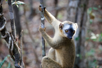 Lemur climbing a tree branch in the forests of Madagascar during daylight hours