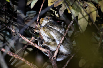 Lemurs perched in the lush trees of Madagascar during twilight hours, showcasing their unique features and vibrant environment