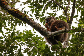 Lemurs foraging among lush greenery in Madagascar during a serene daytime setting