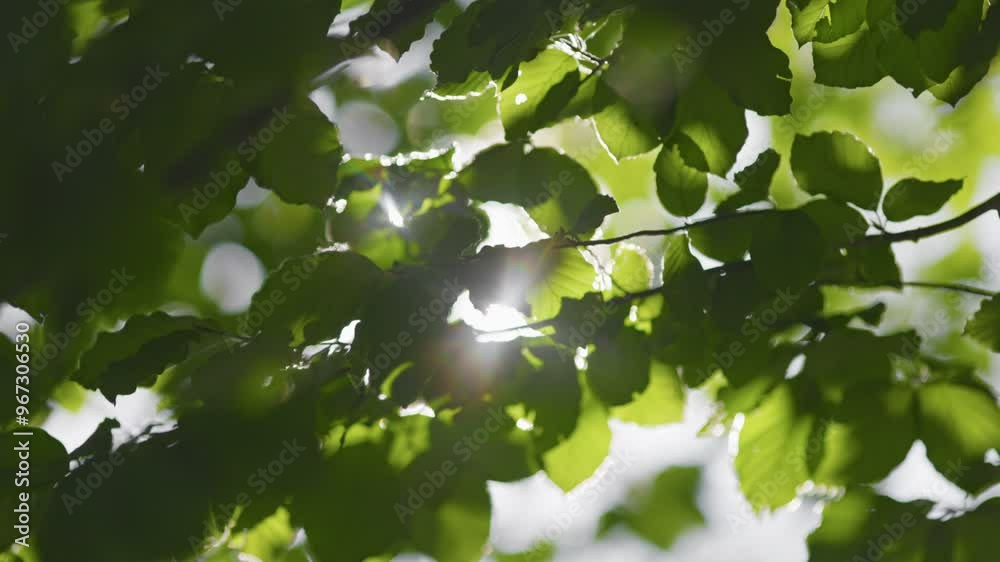 Poster green leaves waving in the wind. rich green tree branch with roundish bokeh, sun shining through wit