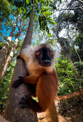 Lemur climbing a tree in the lush forests of Madagascar during the daylight hours