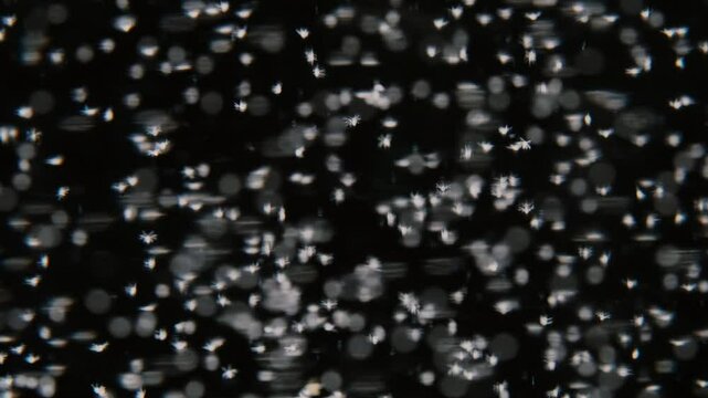 Nauplius larva of white shrimp swimming Microscopic Shrimp larvae under a microscope. Mysis stage of white shrimp swimming in sae water under microscope, 