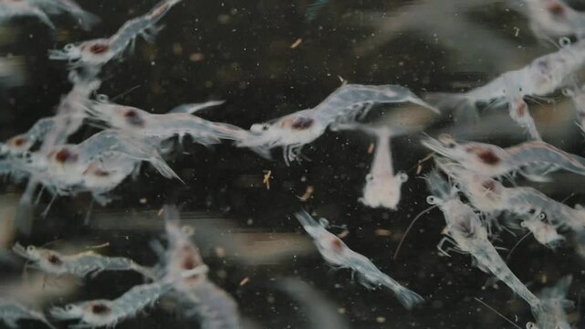 Close up of shrimp swimming