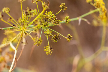 yellow maple leaves