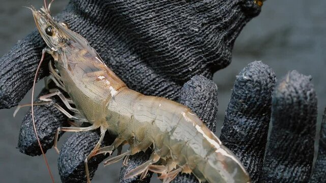Shrimp breeder sizing check for strength Gourmet healthy food, sea or ocean animal