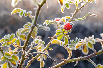 A frosted wild rose bush with red berries, illuminated by morning sunlight.