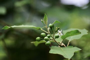 Green eggplant on the branch is a vegetable used for cooking.