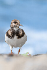 The ruddy turnstone (Arenaria interpres)