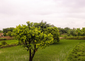 Fototapeta premium Mango farm and green fields. Beautiful scene of the village after the rain in the evening. 