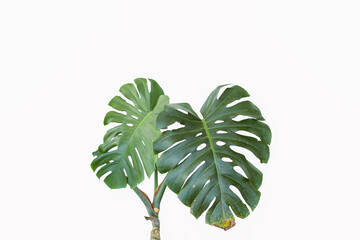 leaves of monstera or split-leaf philodendron (Monstera deliciosa). Dark green Real Tropical jungle leaves isolated on white background. Botanical nature concepts ideas. © Danial