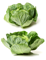Obraz premium cabbage on a white background