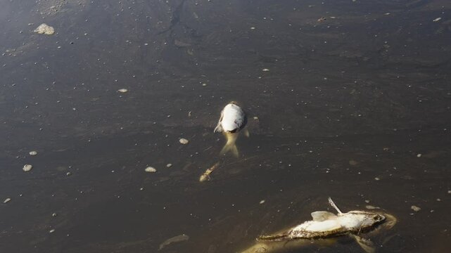 ecological disaster. polluted water body. bodies of dead fish float on the surface of the water. chemicals, once they reach the river, destroy all flora and fauna. Chemical consumption of oxygen 