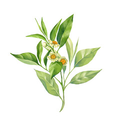 Green tea leaves illustration, isolated on white background. © Gribanessa