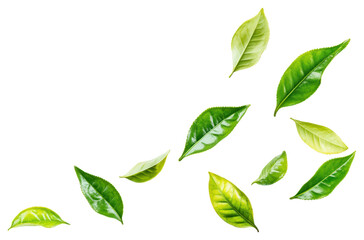 PNG Tea leaves leaf background floating.