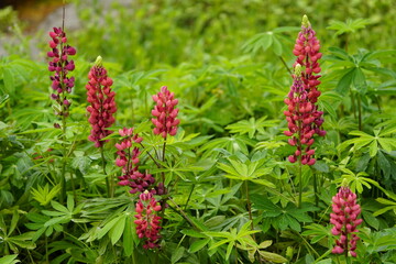 
Red Lupinus polyphyllus, Fabaceae family. Hanover, Germany.
