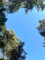 A view of a clear sky through trees