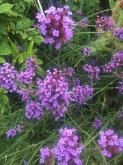 flowers in the garden