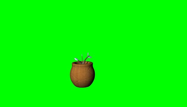 acorn on a leaf,plant growing in the soil, plant growing in a pot, Dollar plant in a pot, dollar tree on green screen 