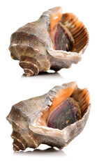 live conch on white background