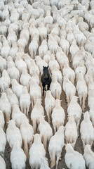 Obraz premium A single black horse in a group of white horses