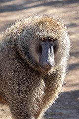 Angry Baboon
