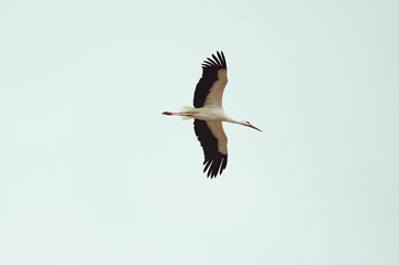 White stork flying.  Migratory birds. Migration . 
Wide wingspan